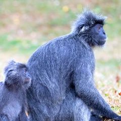 Selangor Silvery Langur Selangor Silvery Langur
