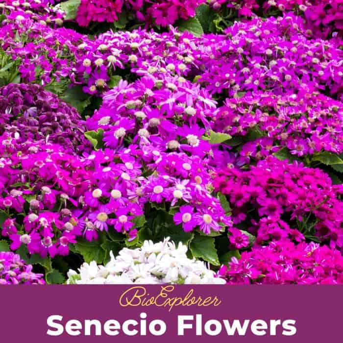 Senecio Flowers