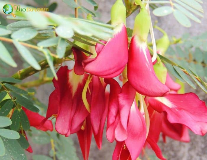 Sesbania Tomentosa