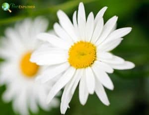 Shasta Daisy