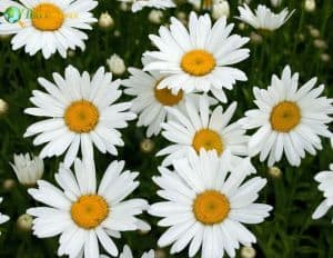 Shasta Daisy