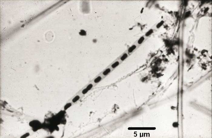 Leptothrix Bacteria (Sheathed)