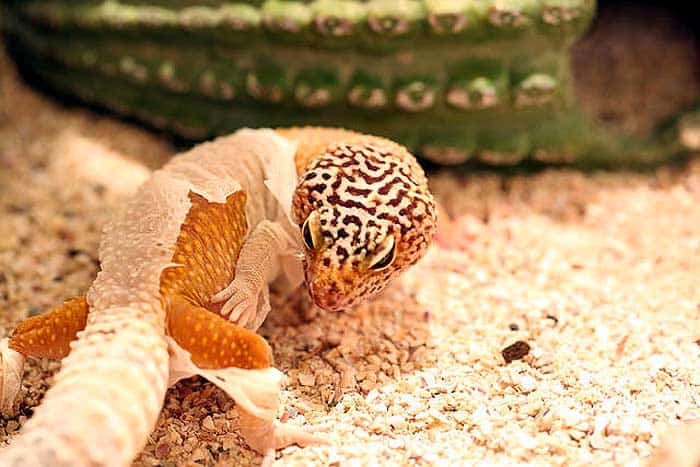 Shedding of the skin by Leopard Gecko