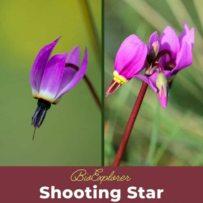 Shooting Star