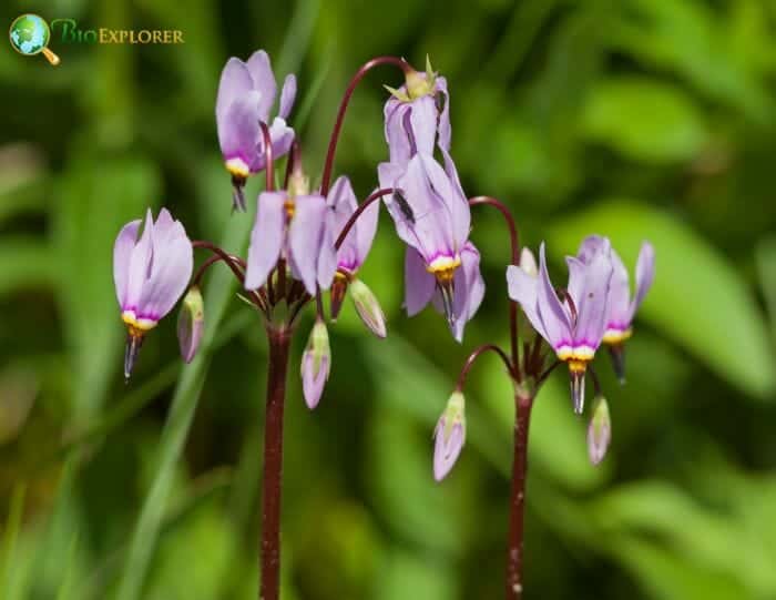 Shooting Star Flowers