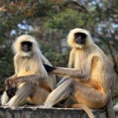 Shortridge's Langur Shortridge's Langur