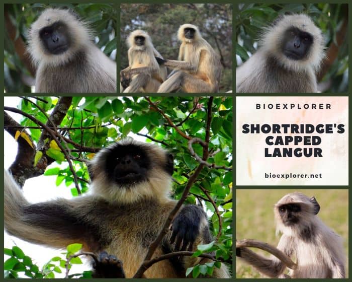 Shortridge's Capped Langur