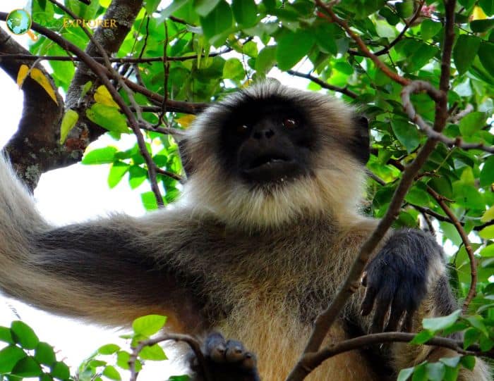 Shortridge's Capped Langur