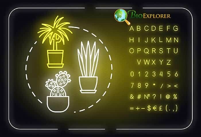 Should I Use Grow Lights for Indoor Plants? Should I Use Grow Lights for Indoor Plants?