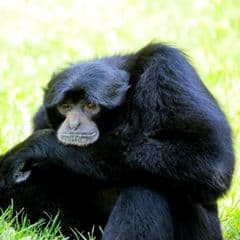 Siamang Siamang