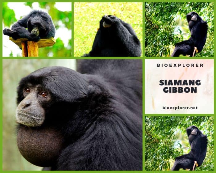 Siamang Gibbon