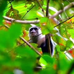 Siberut Langur Siberut Langur
