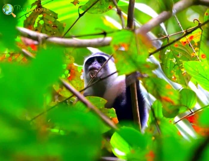 Siberut Langur Siberut Langur