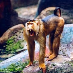 Siberut Macaque Siberut Macaque