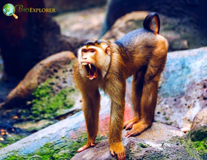 Siberut Macaque Siberut Macaque