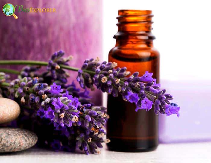 Significance of purple flowers Significance of purple flowers