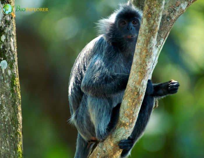 Silvered Langur Silvered Langur