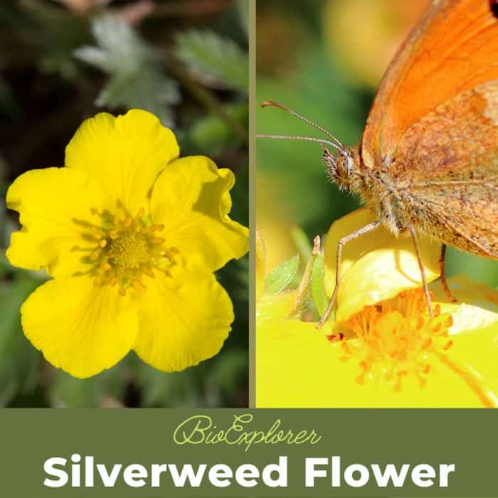 Silverweed