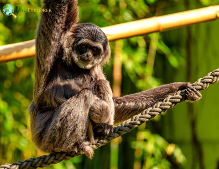 Silvery Gibbon Silvery Gibbon