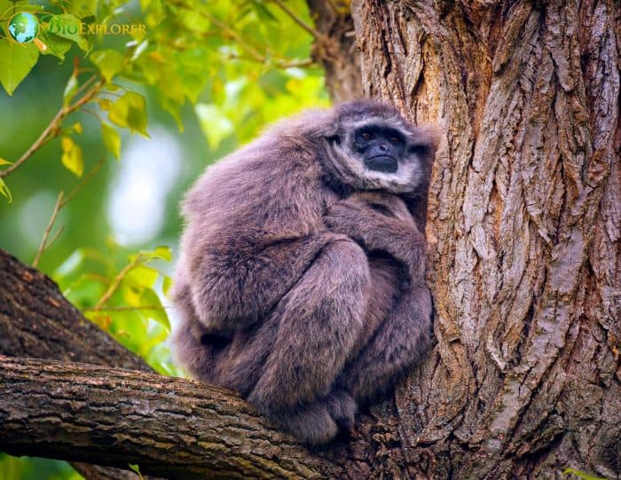 Silvery Gibbon 