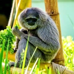 Moloch Gibbon Moloch Gibbon