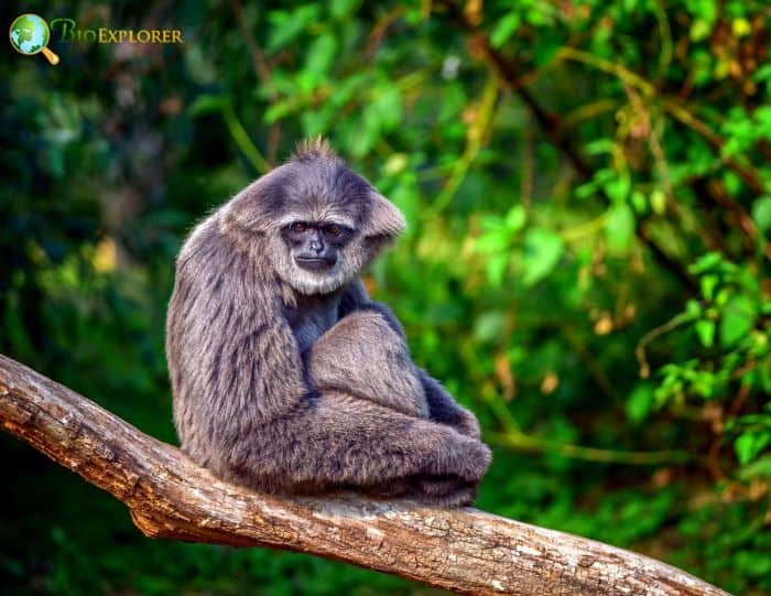 Silvery Gibbon