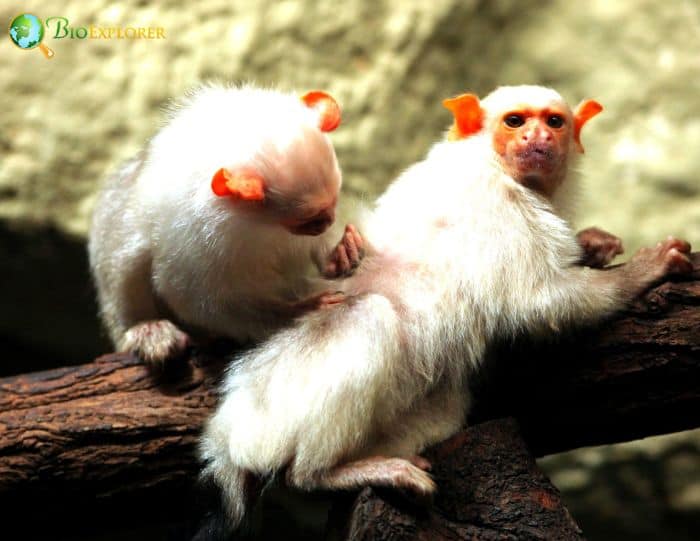 Silvery Marmoset Silvery Marmoset