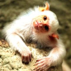 Silvery Marmoset Silvery Marmoset
