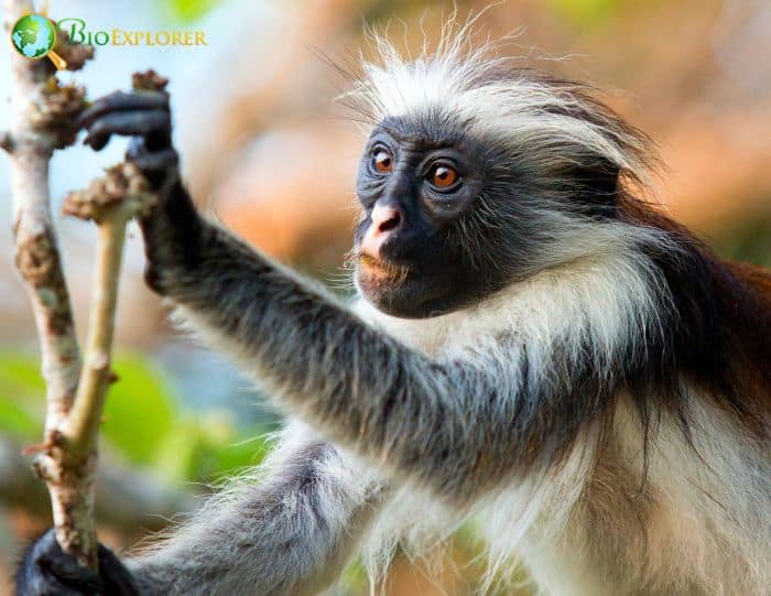 Sir John Kirk Monkey Sir John Kirk Monkey