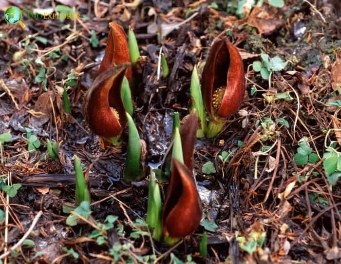 Skunk Cabbage Flowers