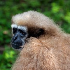 Gaoligong Hoolock Gibbon Gaoligong Hoolock Gibbon
