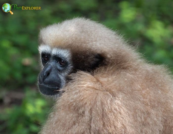 Skywalker Hoolock Gibbon Skywalker Hoolock Gibbon