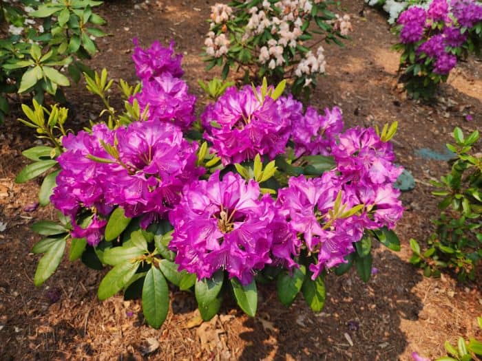 Small Purple Azalea Plant