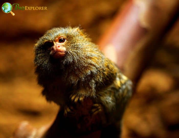 Which is the smallest monkey? Which is the smallest monkey?