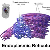 Smooth Endoplasmic Reticulum Smooth Endoplasmic Reticulum