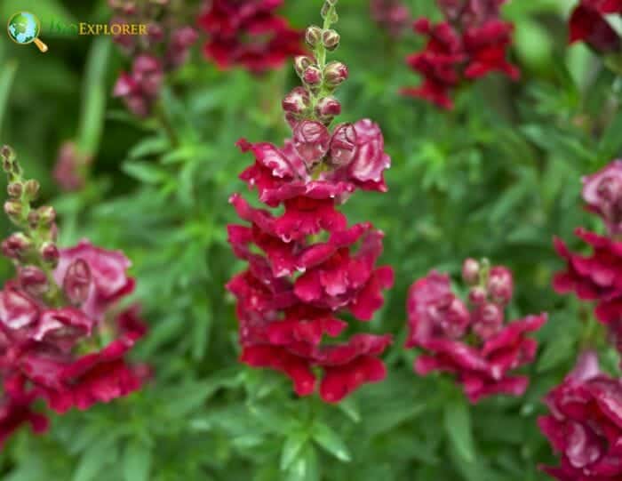 Snapdragons Flowers