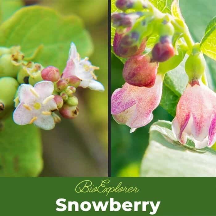 Snowberry