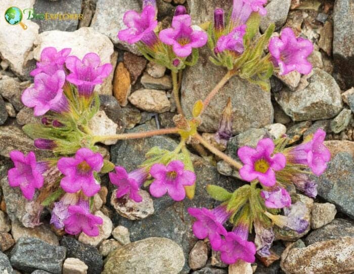 Solanales Example Species Solanales Example Species