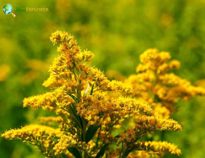 Solidago