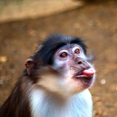 Sooty Mangabey Sooty Mangabey