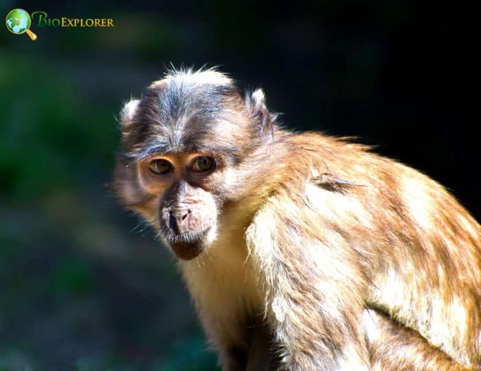 Sooty Mangabey Sooty Mangabey