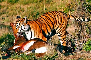 Bengal tiger, Diet, Habitat, & Facts