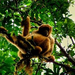 Muriqui Muriqui