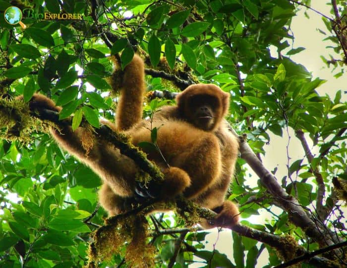 Southern Muriqui Southern Muriqui