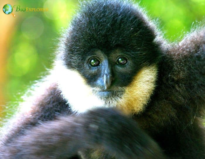 Southern White Cheeked Crested Gibbon Southern White Cheeked Crested Gibbon