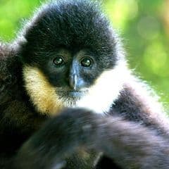 Southern White-cheeked Crested Gibbon Southern White-cheeked Crested Gibbon