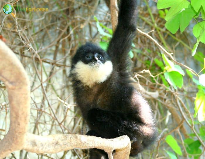 Southern White Cheeked Crested Gibbon Southern White Cheeked Crested Gibbon