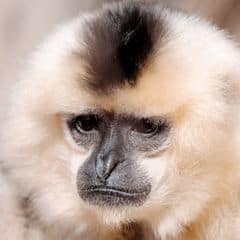 buff-cheeked gibbon buff-cheeked gibbon