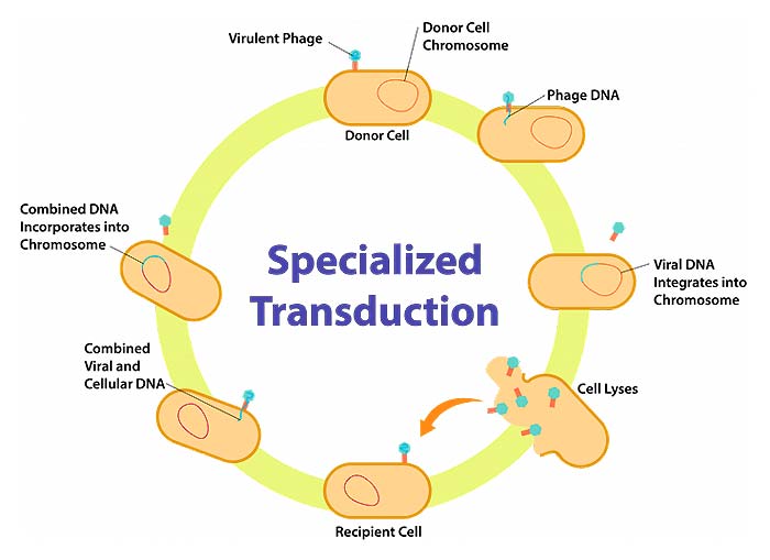 Specialized Transduction (Lysogenic Cycle) Specialized Transduction (Lysogenic Cycle)