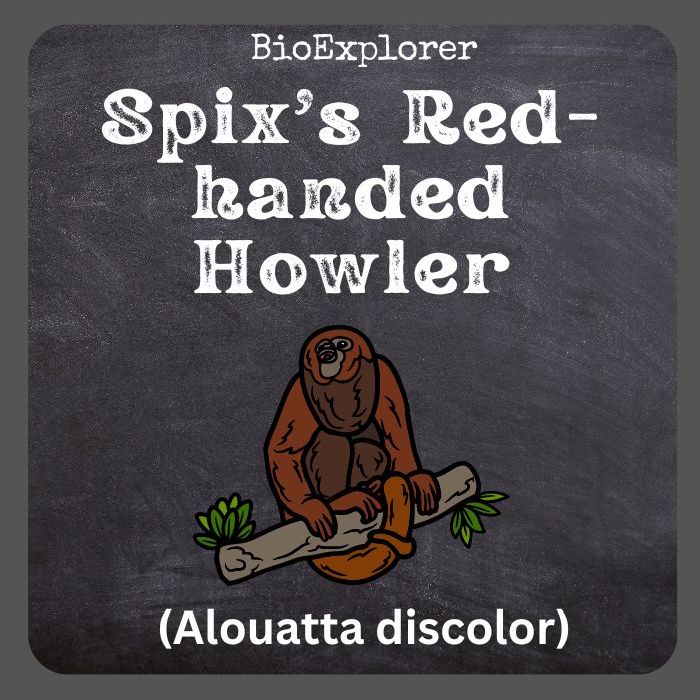 Spix's Red-handed Howler